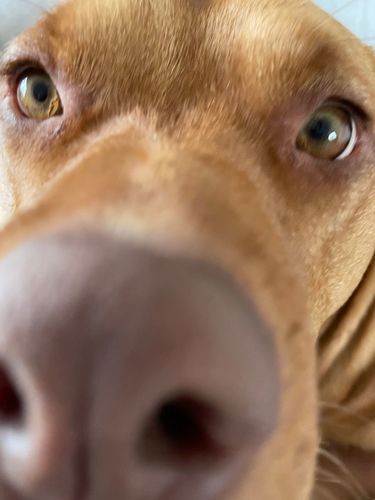 More information about "Wanted: Troy TRX Rail (not Viking lol) in 13inch"