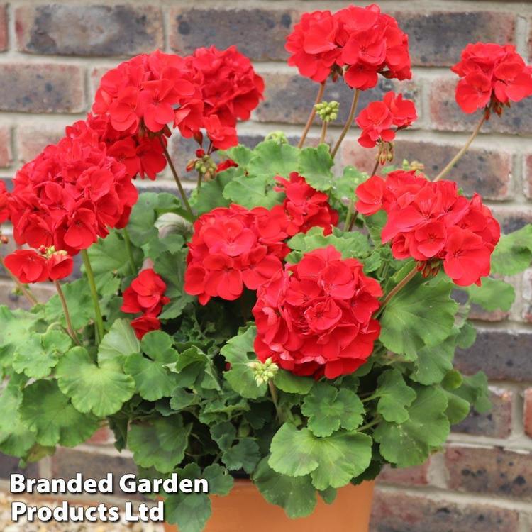 Geranium-Grandeur-Power-Red.jpg