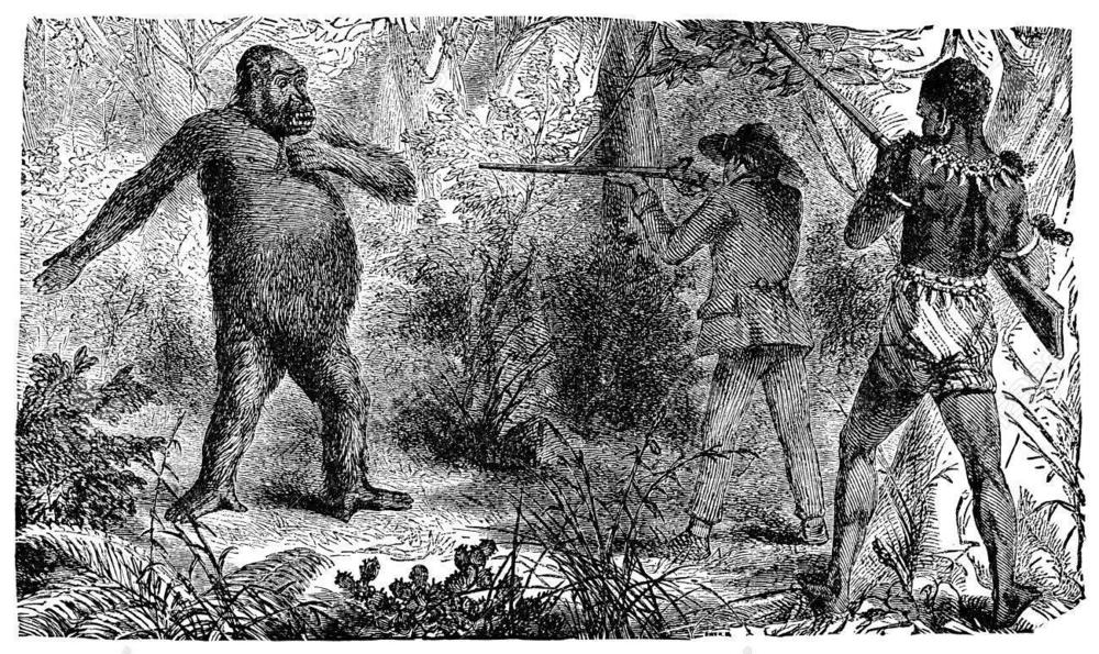 42495234-victorian-engraving-of-a-safari-game-hunter-shooting-a-gorilla.thumb.jpg.6959b916014fc80d300c836981c64981.jpg